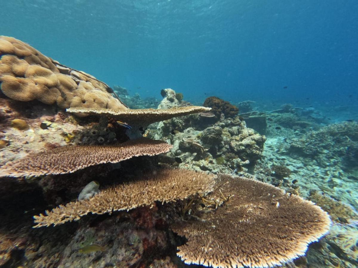 Maratua Dive Center And Lodge Maratua Island ภายนอก รูปภาพ