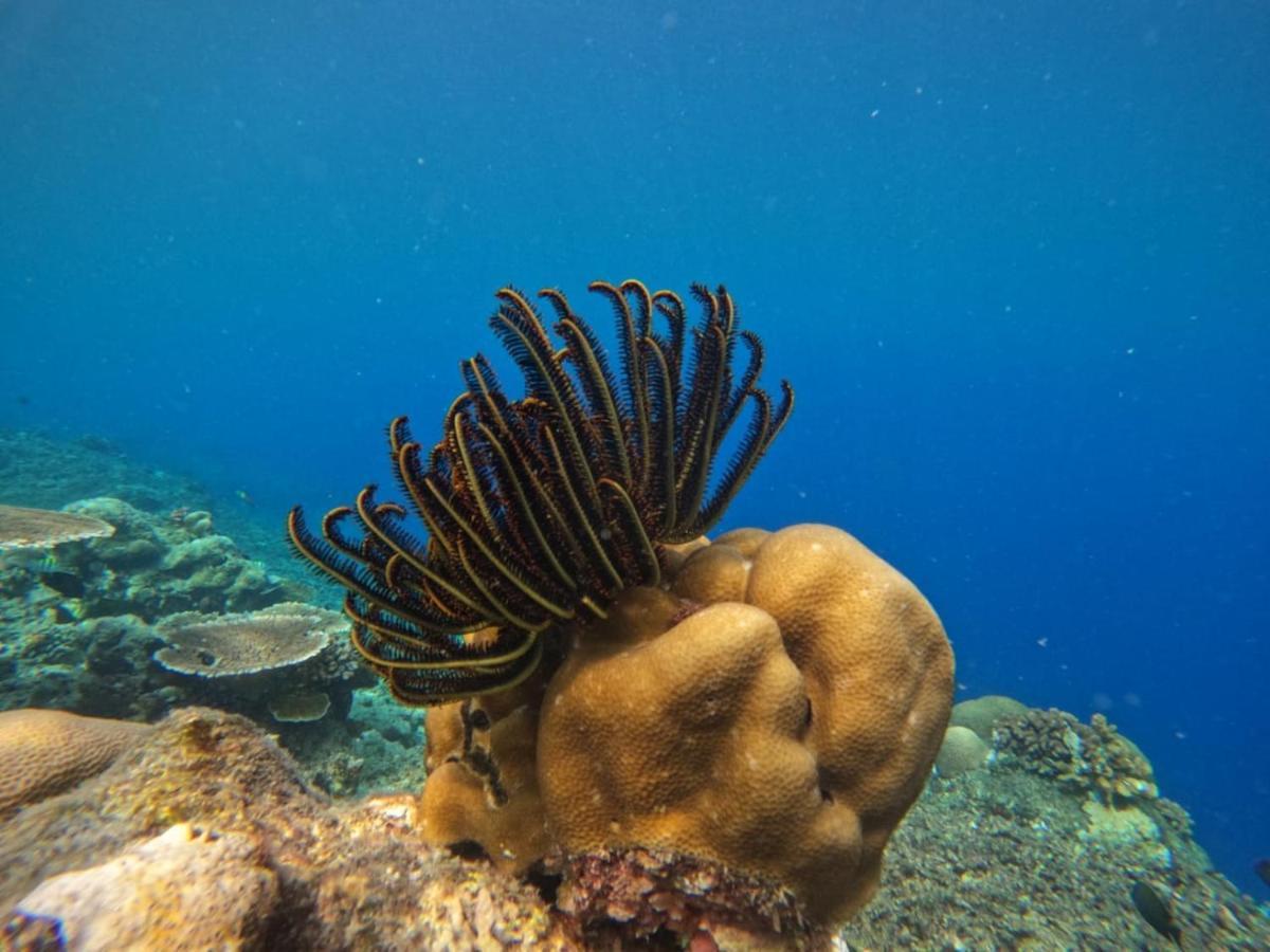 Maratua Dive Center And Lodge Maratua Island ภายนอก รูปภาพ